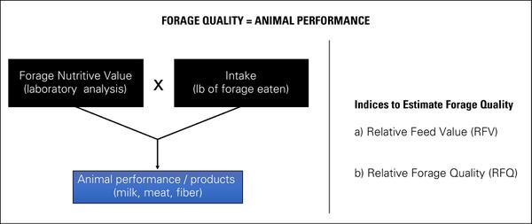 Thumbnail image for Forage Quality Indices for Selecting Hay